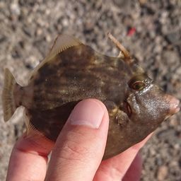 カワハギ