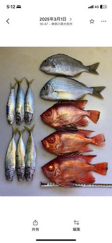 チカメキントキの釣果