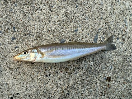 キスの釣果