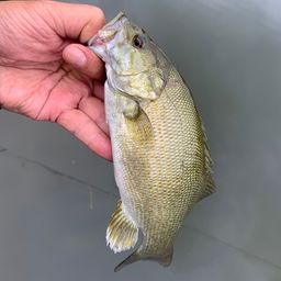 スモールマウスバス