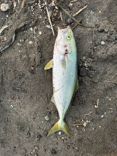 フクラギの釣果