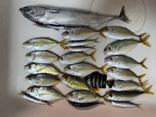 シマアジの釣果