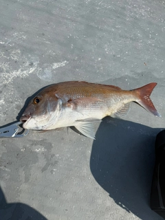 タイの釣果