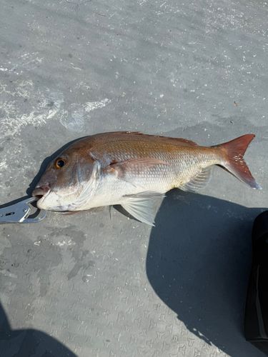 タイの釣果