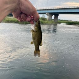 スモールマウスバス
