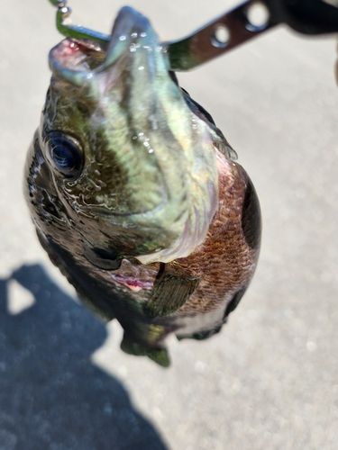 ブルーギルの釣果