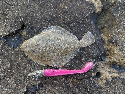 ソゲの釣果