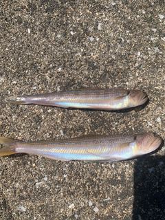エソの釣果