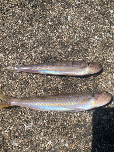 エソの釣果