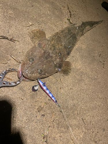 マゴチの釣果