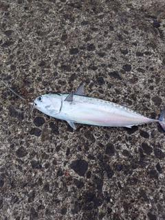ソウダガツオの釣果