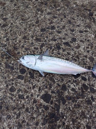 ソウダガツオの釣果