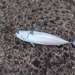 ソウダガツオ
