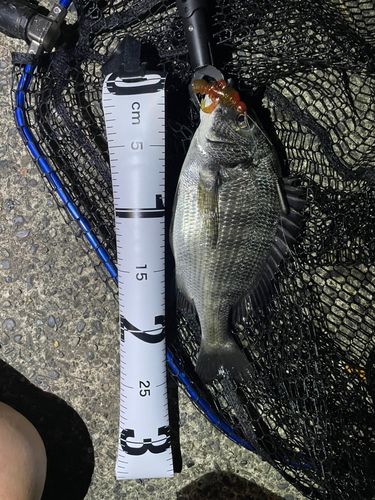 チヌの釣果