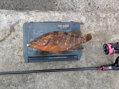 アコウの釣果