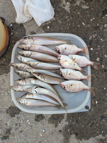 キスの釣果