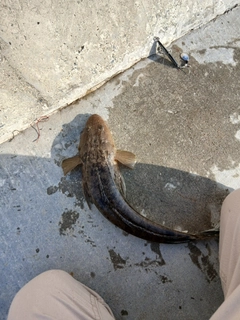 ソゲの釣果