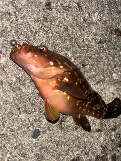キジハタの釣果