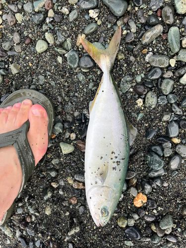 ワカシの釣果
