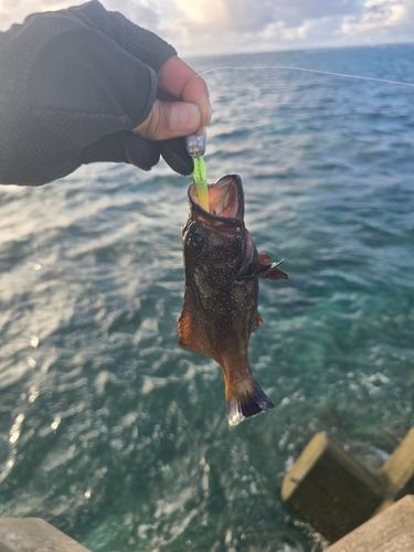 アオノメハタの釣果
