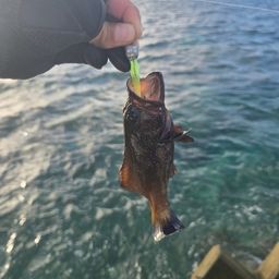 アオノメハタ