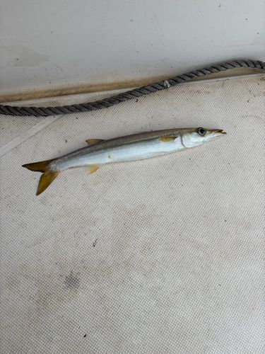 カマスの釣果