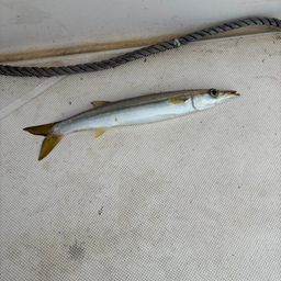 カマス
