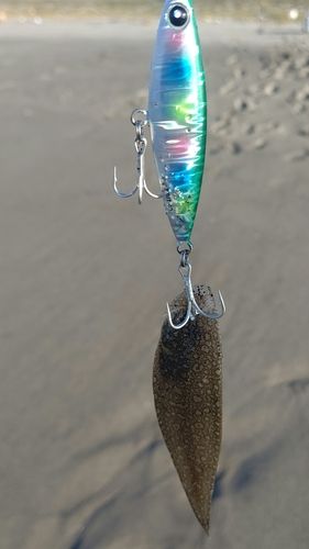 シタビラメの釣果