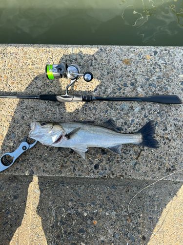 アメリカナマズの釣果
