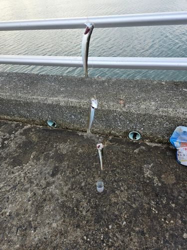 カタクチイワシの釣果