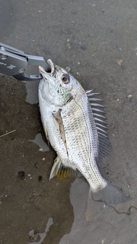 キビレの釣果