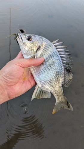 キビレの釣果