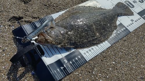 ヒラメの釣果