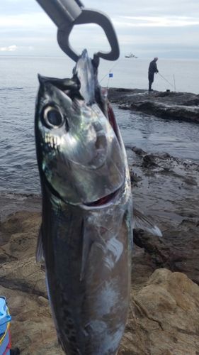 マルソウダの釣果