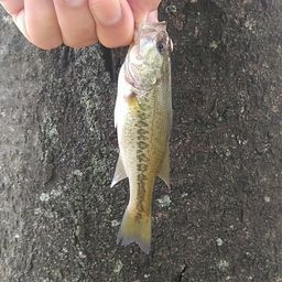 ラージマウスバス