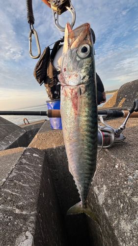 サバの釣果