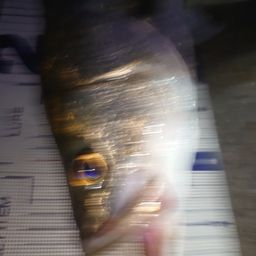 シーバス