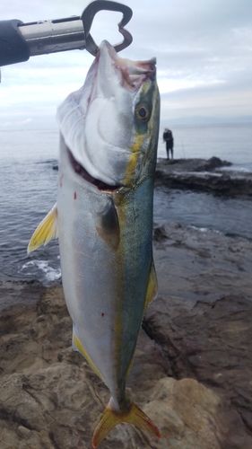 イナダの釣果