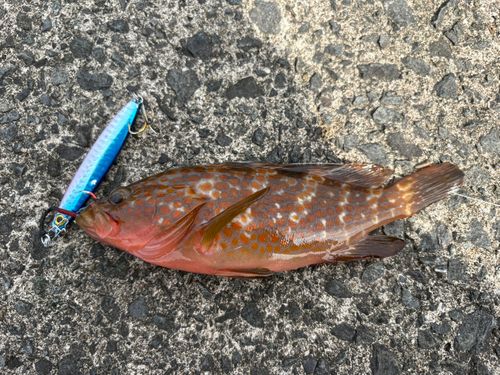 キジハタの釣果