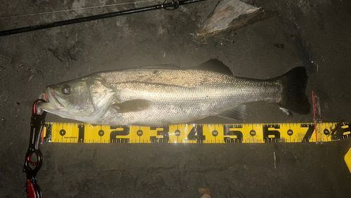 スズキの釣果