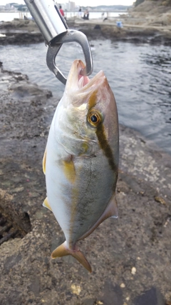 ショゴの釣果