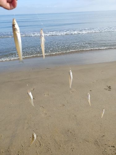 キスの釣果