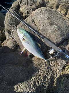 イナダの釣果