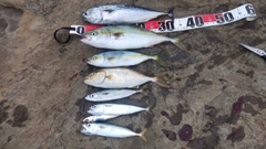 釣果