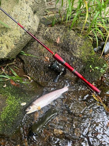 アメマスの釣果