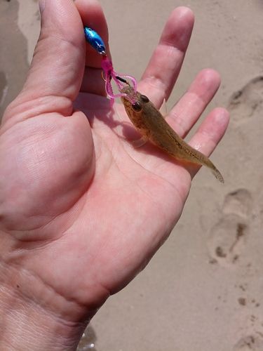 マハゼの釣果