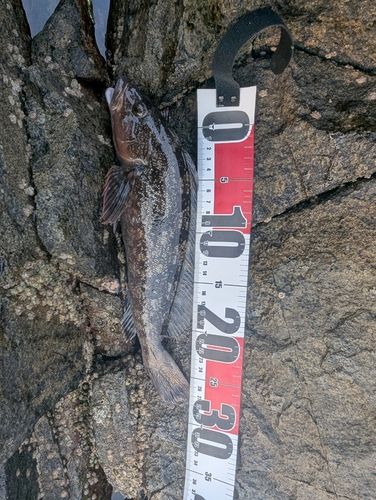 アイナメの釣果