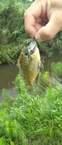 ブルーギルの釣果
