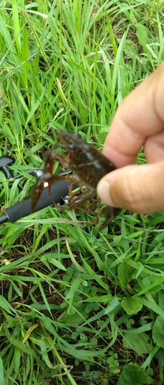 ザリガニの釣果