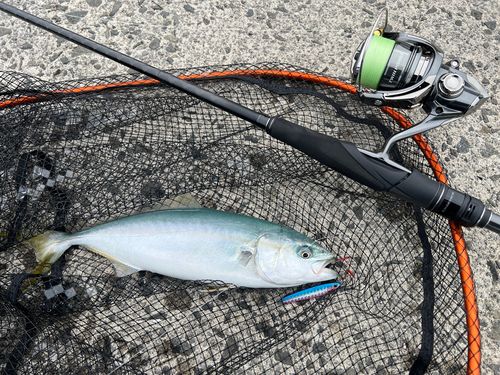 ワカシの釣果